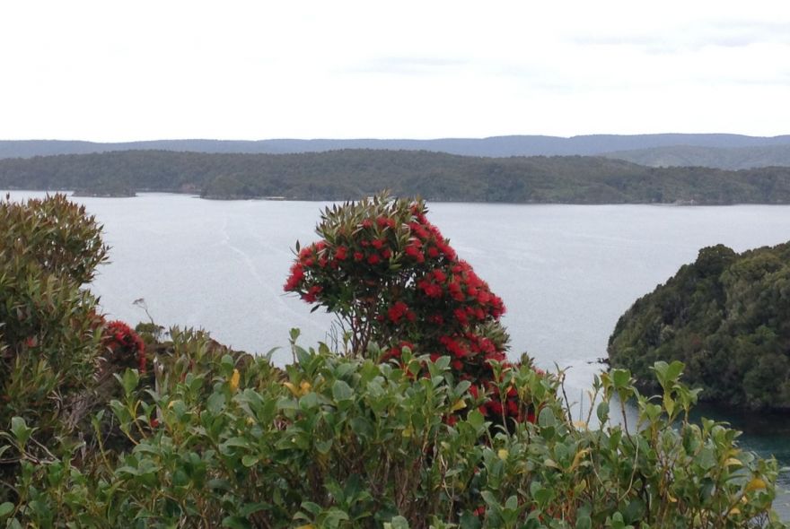 Stewart Island Rose Gardens