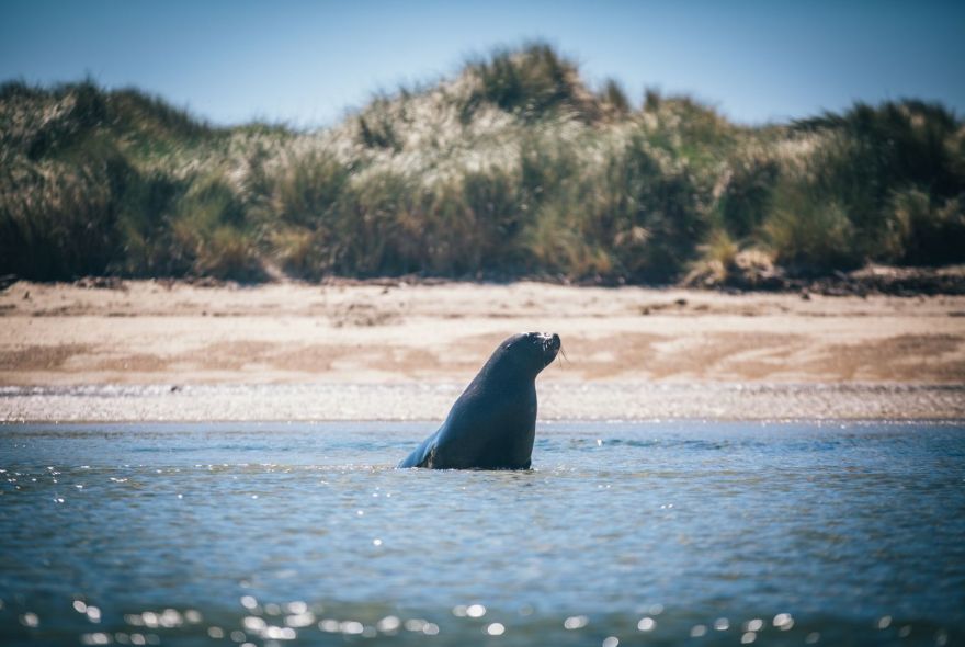 Stewart Island Wildlife