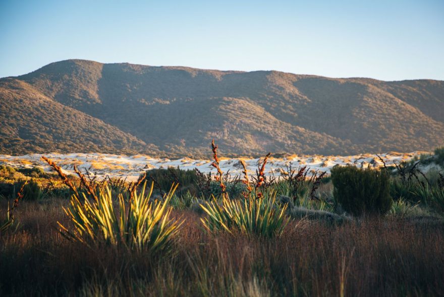 Stewart Island Wilderness